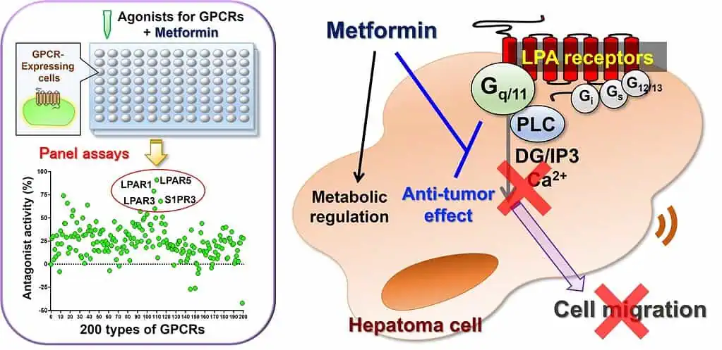 Metformin suppresses LPARs to exert anti-tumor effects